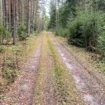 dirt road between trees