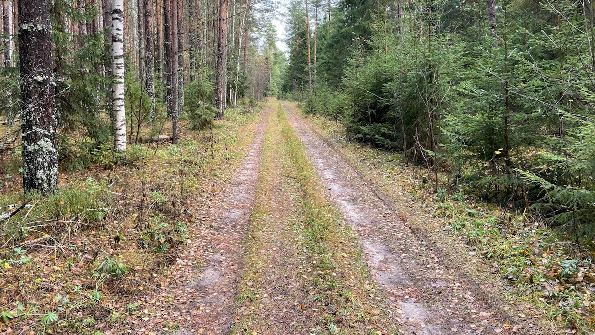 dirt road between trees