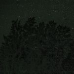 a forest at night