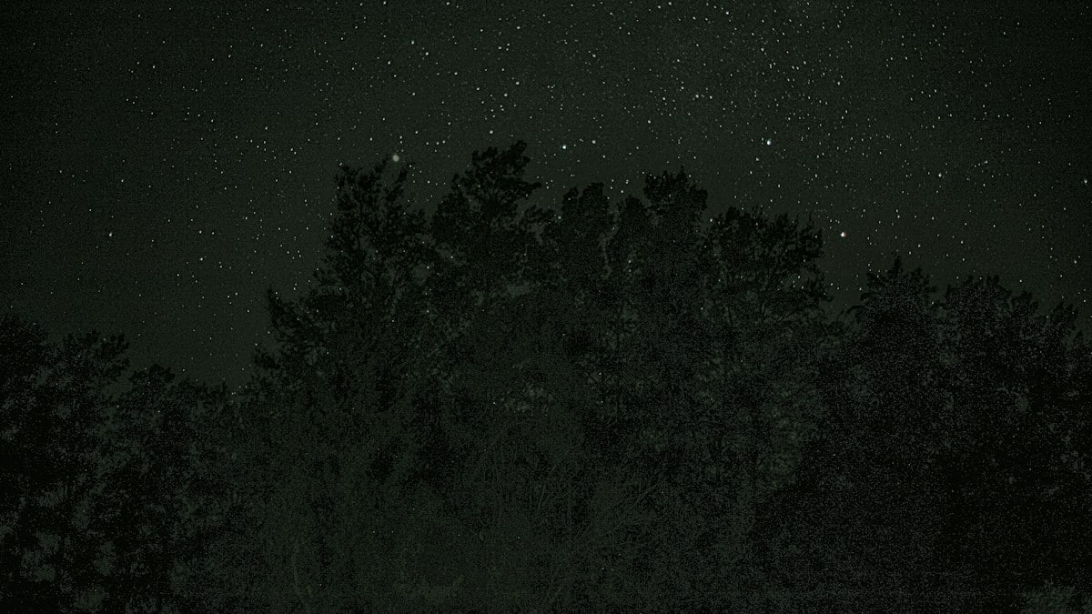 a forest at night
